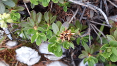 Rhododendron adamsii