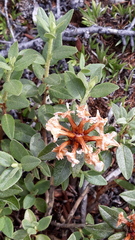 Rhododendron adamsii