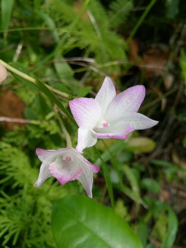 Dendrobium lanceolatum Gaudich.