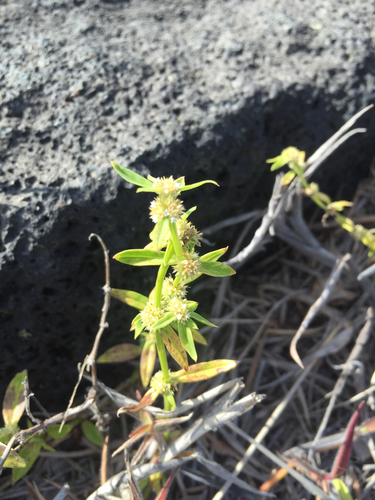 Spermacoce prostrata iNat (3)