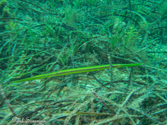 Siphonognathus argyrophanes