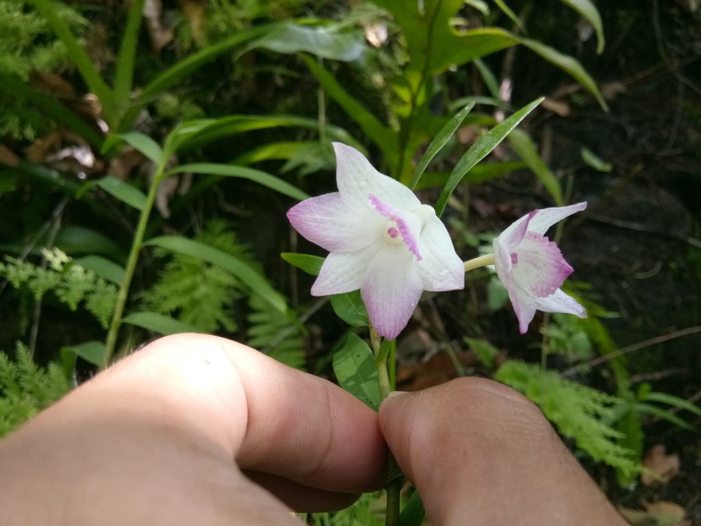 Dendrobium lanceolatum Gaudich. 2