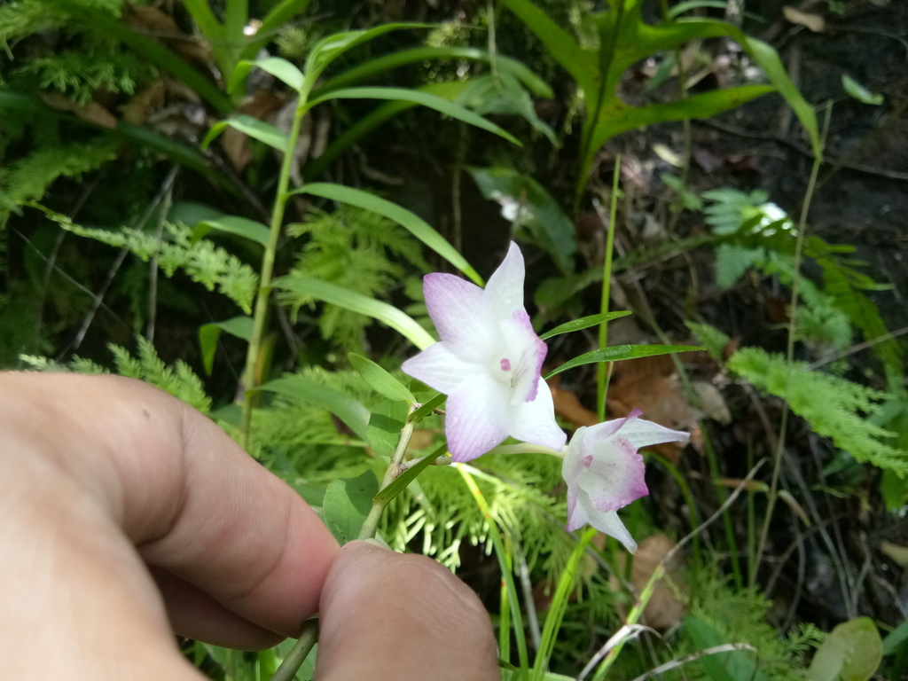 Dendrobium lanceolatum Gaudich. 3