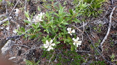 Rhododendron adamsii