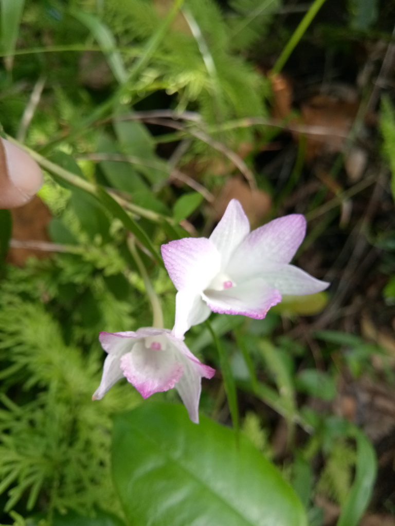 Dendrobium lanceolatum Gaudich. 4