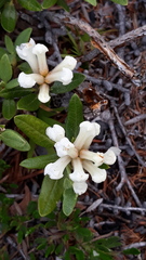 Rhododendron adamsii