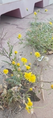 Senecio glaucus
