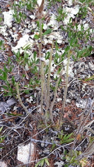 Pinguicula spathulata