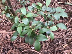 Ilex hayataiana