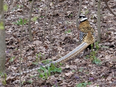 Syrmaticus reevesii
