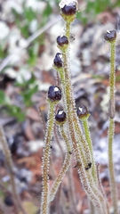 Pinguicula spathulata