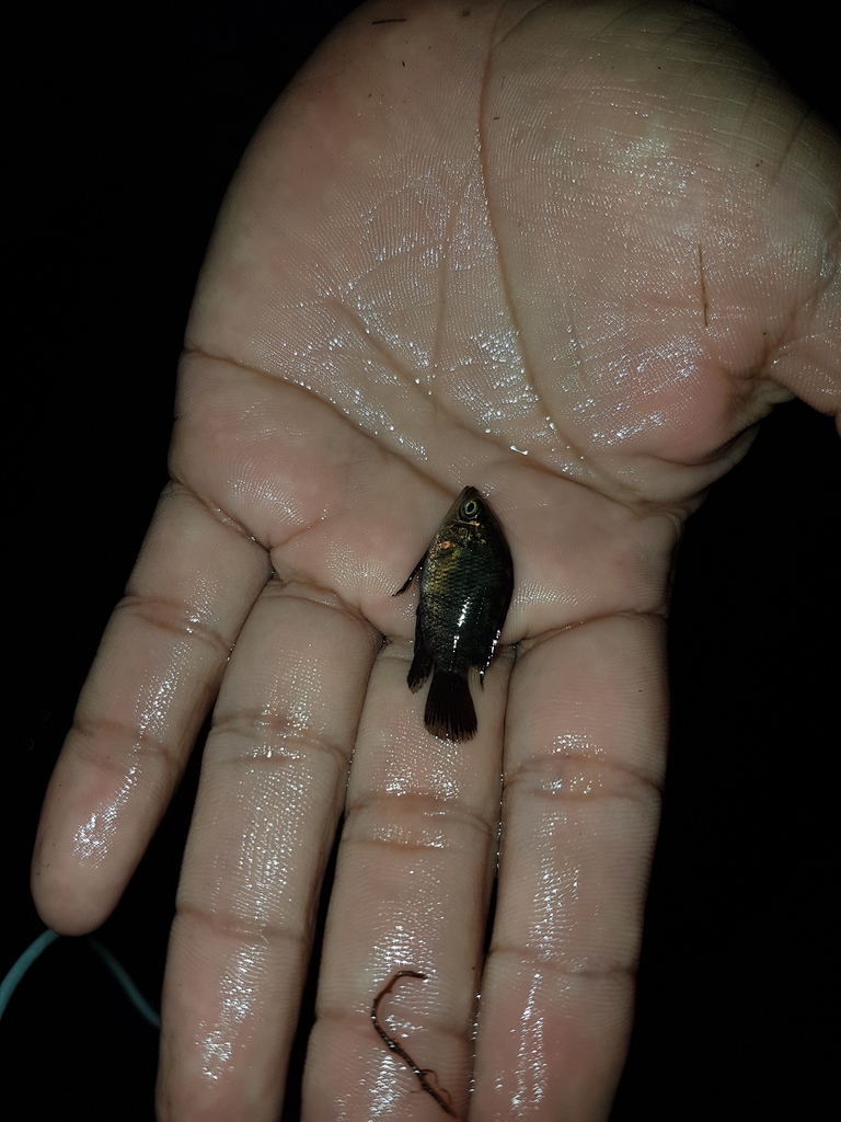 chocolate cichlid