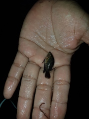 Hypselecara coryphaenoides