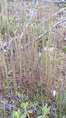 Pinguicula spathulata