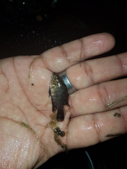 Hypselecara coryphaenoides