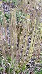 Pinguicula spathulata