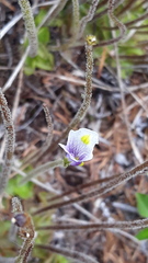Pinguicula spathulata