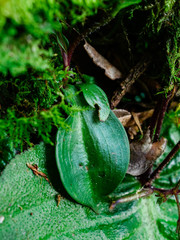 Cynorkis kassneriana