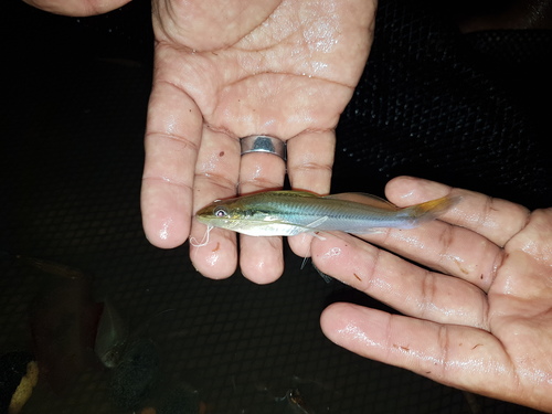 Heptapteridae