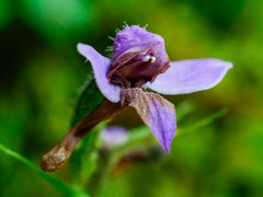 Cynorkis kassneriana