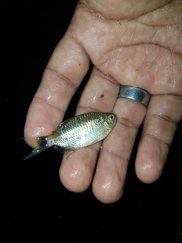 Redeye tetra, Glass tetra