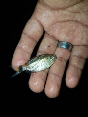 Moenkhausia oligolepis