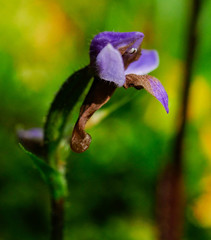 Cynorkis kassneriana