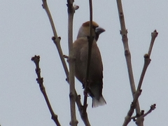 Coccothraustes coccothraustes