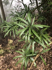 Podocarpus fasciculus