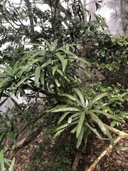 Podocarpus fasciculus