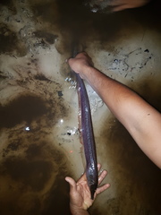 Rhamphichthys rostratus