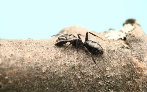 Nearctic Carpenter Ant photo 6