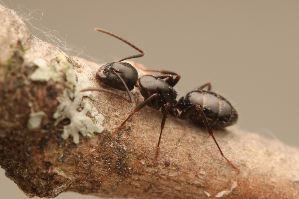 Nearctic Carpenter Ant