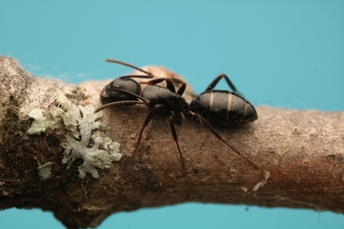 Nearctic Carpenter Ant photo 4