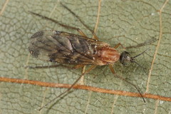 Sylvicola cinctus