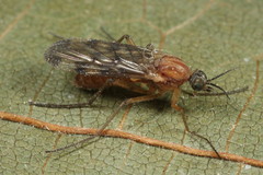 Sylvicola cinctus