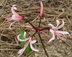 Nerine
