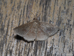 Thyridoidea