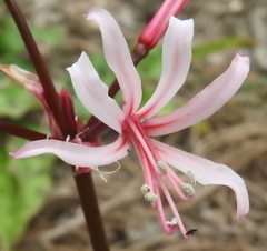 Nerine