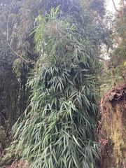 Chusquea longifolia