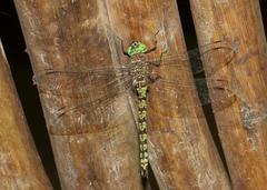 Pinheyschna subpupillata