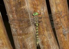 Pinheyschna subpupillata