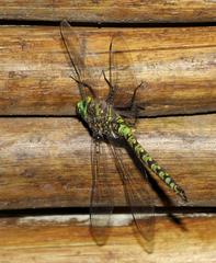 Pinheyschna subpupillata