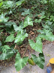 Thaumatophyllum corcovadense