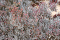 Tecticornia moniliformis