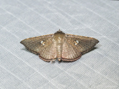 Banisia