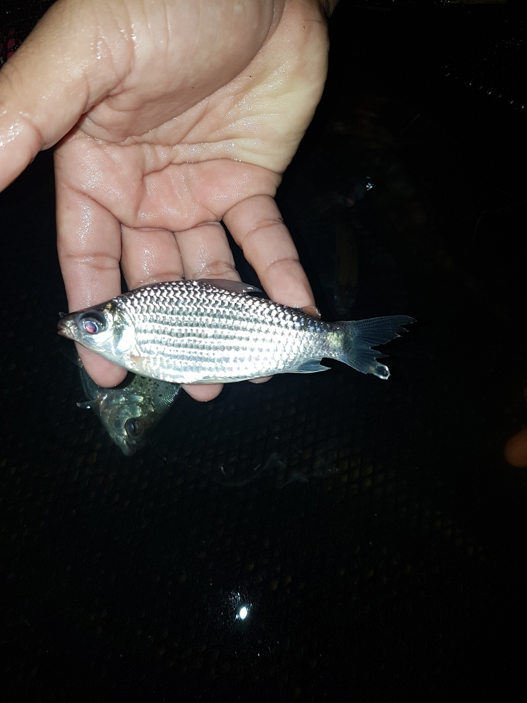 Gespikkelde curimata (Cyphocharax pantostictos) — Curimatidae