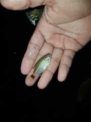 Moenkhausia oligolepis