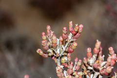 Tecticornia moniliformis