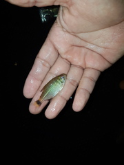 Moenkhausia oligolepis